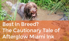 Best In Breed? The Cautionary Tale Of Afterglow Miami Ink